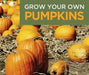 Halloween Pumpkin, 'Jack O' Lantern' (Winter Squash Seeds) - Caribbean garden seed
