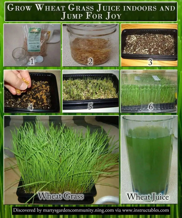 Hard Red Wheat Seed,Grow Wheatgrass, Flour,Grain,Bread, - High Germination - Caribbean garden seed