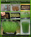 Hard Red Wheat Seed,Grow Wheatgrass, Flour,Grain,Bread, - High Germination - Caribbean garden seed