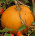 Halloween Pumpkin, 'Jack O' Lantern' (Winter Squash Seeds) - Caribbean garden seed