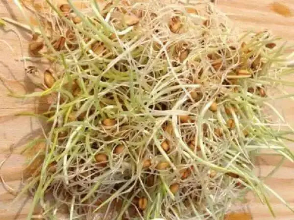 Hard Red Wheat Seed,Grow Wheatgrass, Flour,Grain,Bread, - High Germination - Caribbean garden seed
