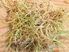 Hard Red Wheat Seed,Grow Wheatgrass, Flour,Grain,Bread, - High Germination - Caribbean garden seed