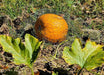 Halloween Pumpkin, 'Jack O' Lantern' (Winter Squash Seeds) - Caribbean garden seed