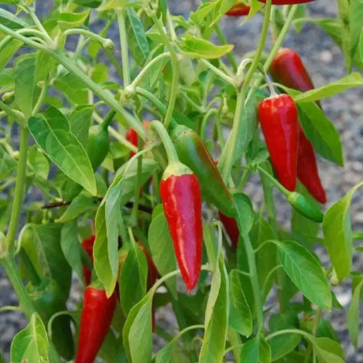 HAWAIIAN SWEET HOT (Pepper Seed) Capsicum frutescens, HEIRLOOM - Caribbean garden seed