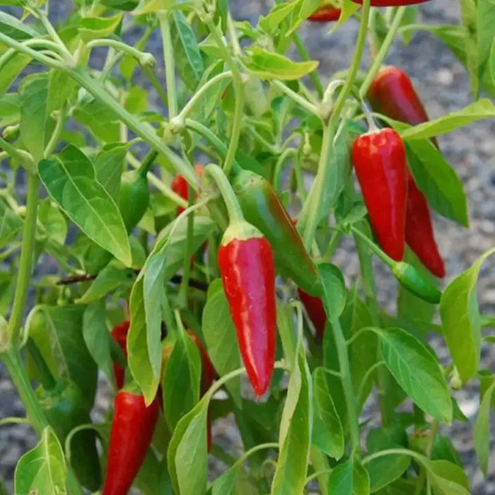 HAWAIIAN SWEET HOT (Pepper Seed) Capsicum frutescens, HEIRLOOM - Caribbean garden seed