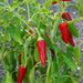 HAWAIIAN SWEET HOT (Pepper Seed) Capsicum frutescens, HEIRLOOM - Caribbean garden seed