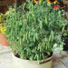 Half Pint Pea Seeds - A.k.a. Tom Thumb, Excellent Shelling Peas - Caribbean garden seed