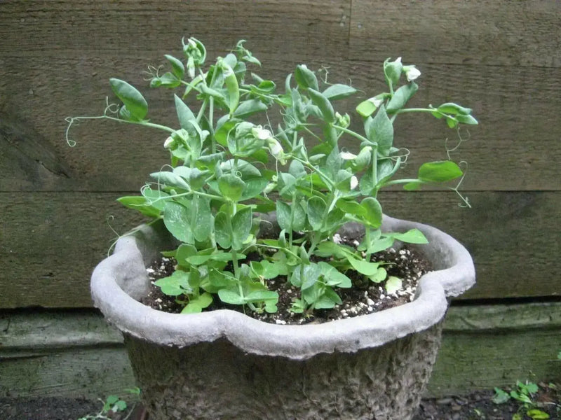 Half Pint Pea Seeds - A.k.a. Tom Thumb, Excellent Shelling Peas - Caribbean garden seed