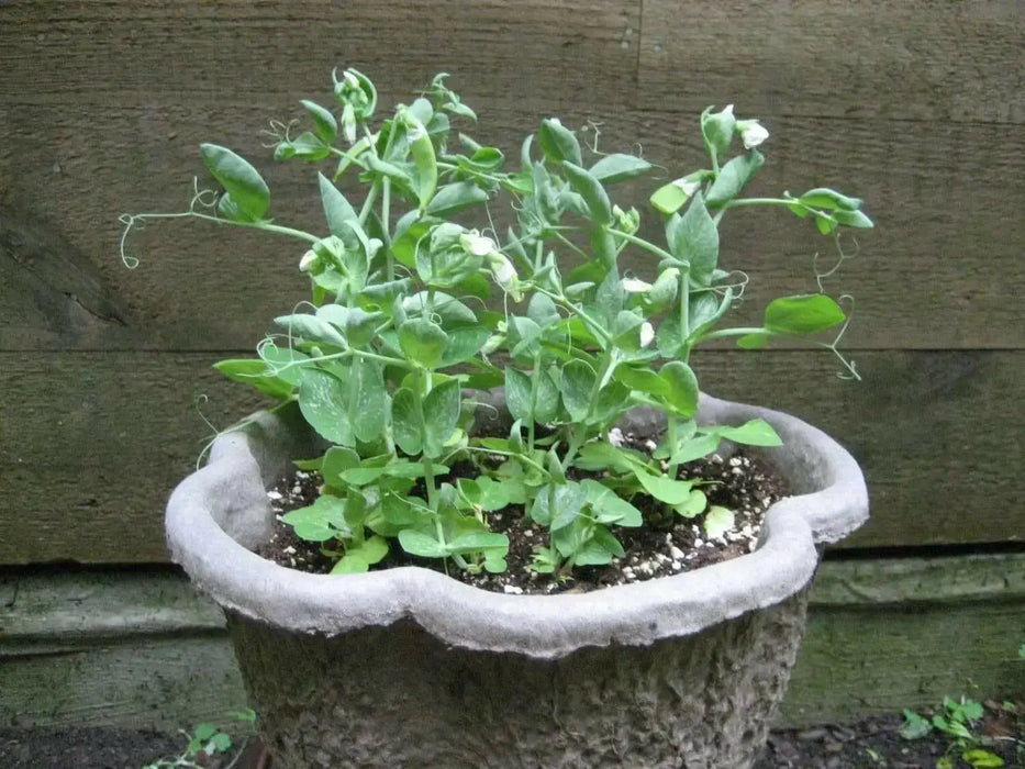 Half Pint Pea Seeds - A.k.a. Tom Thumb, Excellent Shelling Peas - Caribbean garden seed