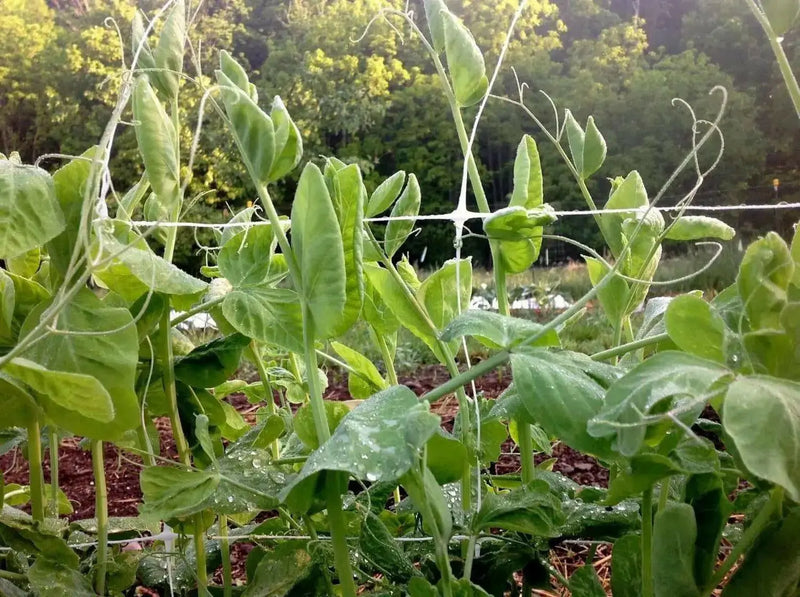 Half Pint Pea Seeds - A.k.a. Tom Thumb, Excellent Shelling Peas - Caribbean garden seed