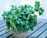 Half Pint Pea Seeds - A.k.a. Tom Thumb, Excellent Shelling Peas - Caribbean garden seed