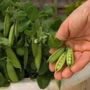 Half Pint Pea Seeds - A.k.a. Tom Thumb, Excellent Shelling Peas - Caribbean garden seed