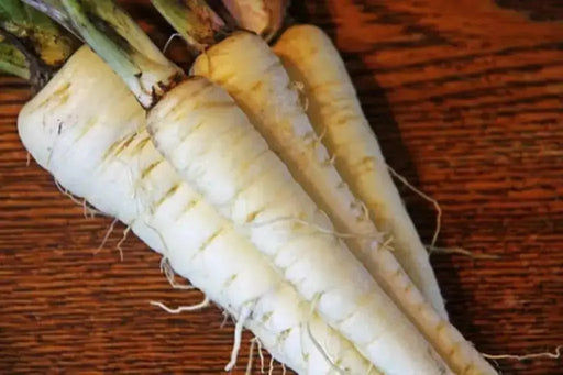 Harris Model Parsnips ,VEGTABLE Seeds - Caribbean garden seed