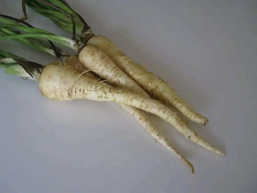 Harris Model Parsnips ,VEGTABLE Seeds - Caribbean garden seed