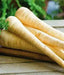 Harris Model Parsnips ,VEGTABLE Seeds - Caribbean garden seed