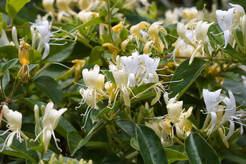 Halls Japanese Honeysuckle , Starter Plant, VINE - Caribbean garden seed