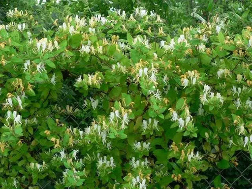 Halls Japanese Honeysuckle , Starter Plant, VINE - Caribbean garden seed