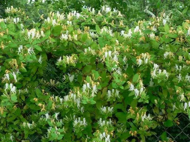 Halls Japanese Honeysuckle , Starter Plant, VINE - Caribbean garden seed