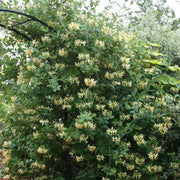 Halls Japanese Honeysuckle , Starter Plant, VINE - Caribbean garden seed