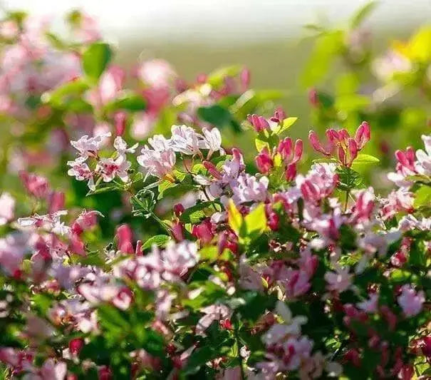 Hawkeye Honeysuckle, LIVE PLANT, flowering vine - Caribbean garden seed