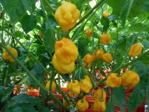 Harold's St. Barts, Pepper Seeds, Capsicum chinense , Hot. - Caribbean garden seed
