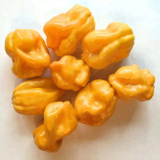 Harold's St. Barts, Pepper Seeds, Capsicum chinense , Hot. - Caribbean garden seed