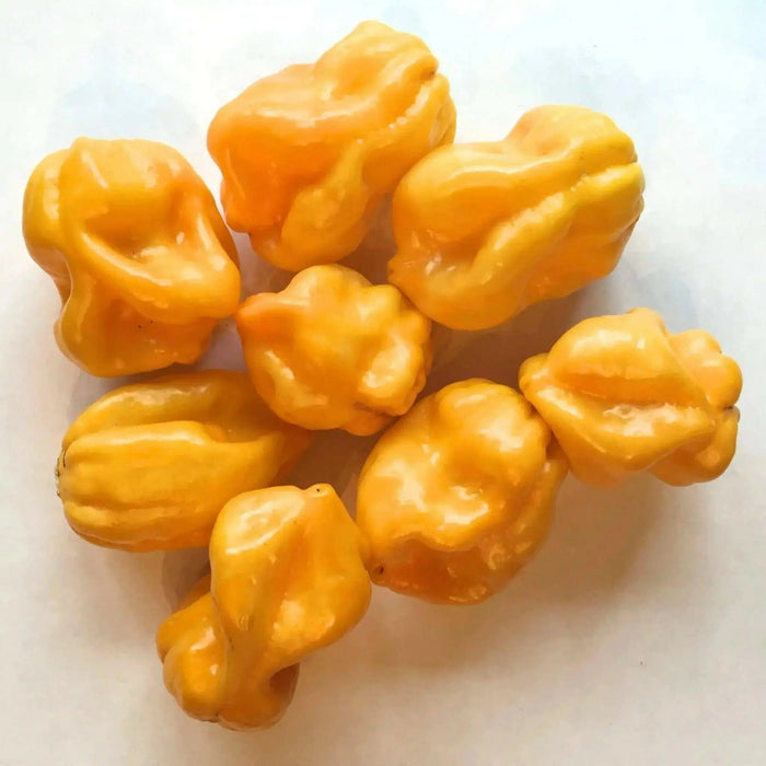 Harold's St. Barts, Pepper Seeds, Capsicum chinense , Hot. - Caribbean garden seed