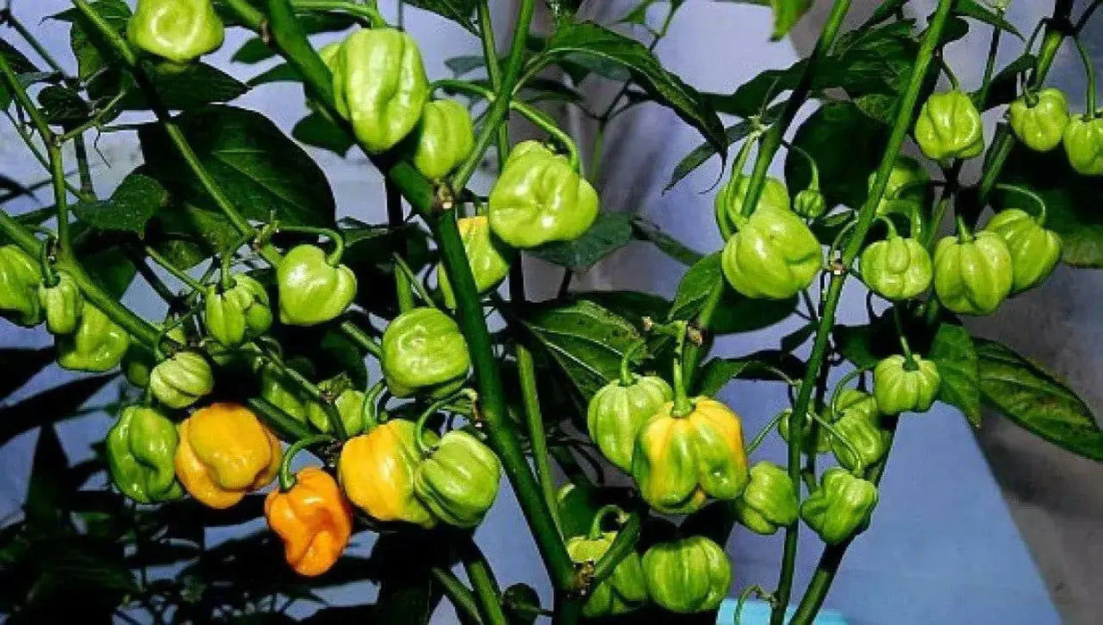 Harold's St. Barts, Pepper Seeds, Capsicum chinense , Hot. - Caribbean garden seed