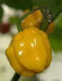 Harold's St. Barts, Pepper Seeds, Capsicum chinense , Hot. - Caribbean garden seed