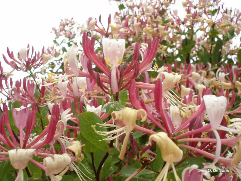 Hawkeye Honeysuckle PLANT  Perennial shrub ,fragrant flowers vine, - Caribbean garden seed