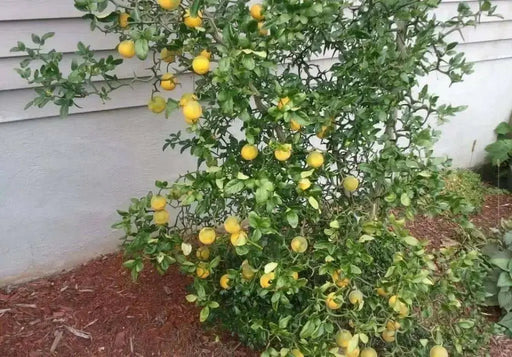 Hardy Orange seed (Poncirus trifoliata) a.k.a Chinese Bitter Orange,Hardy zone 5 - Caribbean garden seed