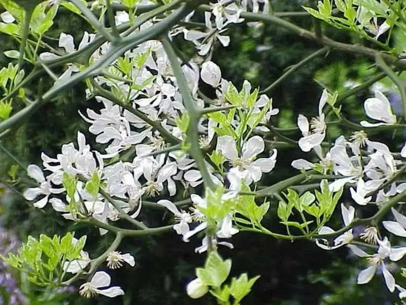 Hardy Orange seed (Poncirus trifoliata) a.k.a Chinese Bitter Orange,Hardy zone 5 - Caribbean garden seed