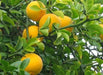 Hardy Orange seed (Poncirus trifoliata) a.k.a Chinese Bitter Orange,Hardy zone 5 - Caribbean garden seed