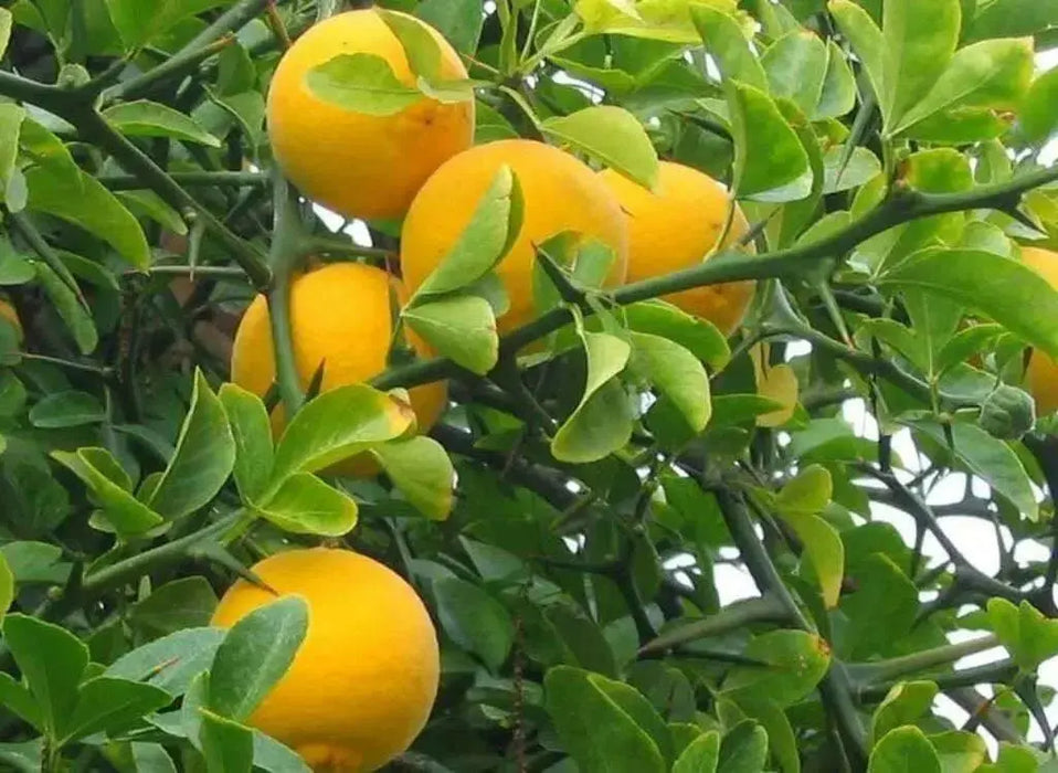 Hardy Orange seed (Poncirus trifoliata) a.k.a Chinese Bitter Orange,Hardy zone 5 - Caribbean garden seed