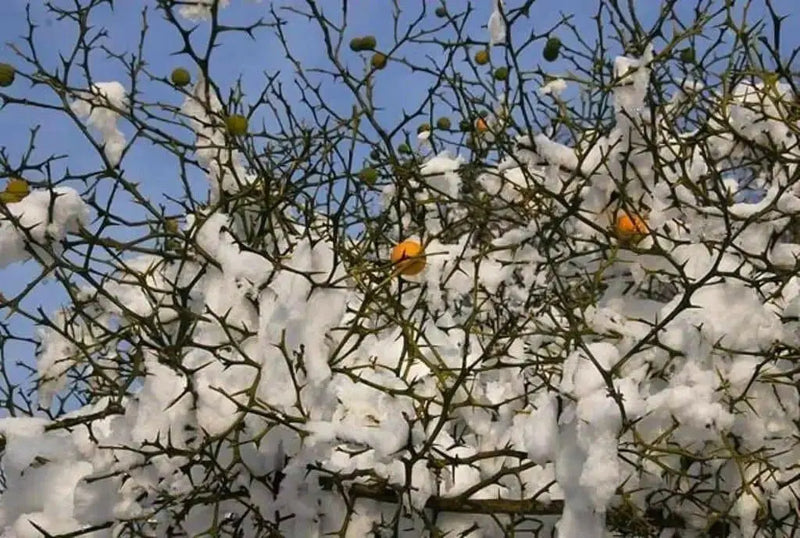 Hardy Orange seed (Poncirus trifoliata) a.k.a Chinese Bitter Orange,Hardy zone 5 - Caribbean garden seed
