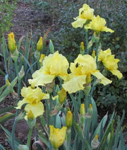 Harvest Of Memories Tall Bearded Iris- BAREROOT Plants, yellow Perennial iris - Caribbean garden seed