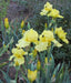 Harvest Of Memories Tall Bearded Iris- BAREROOT Plants, yellow Perennial iris - Caribbean garden seed