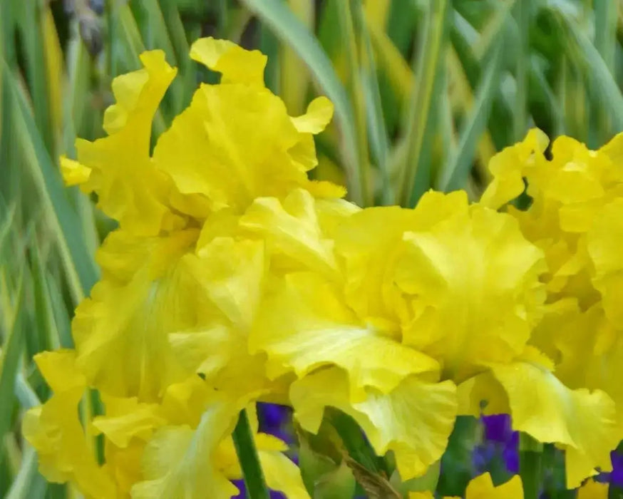 Harvest Of Memories Tall Bearded Iris- BAREROOT Plants, yellow Perennial iris - Caribbean garden seed