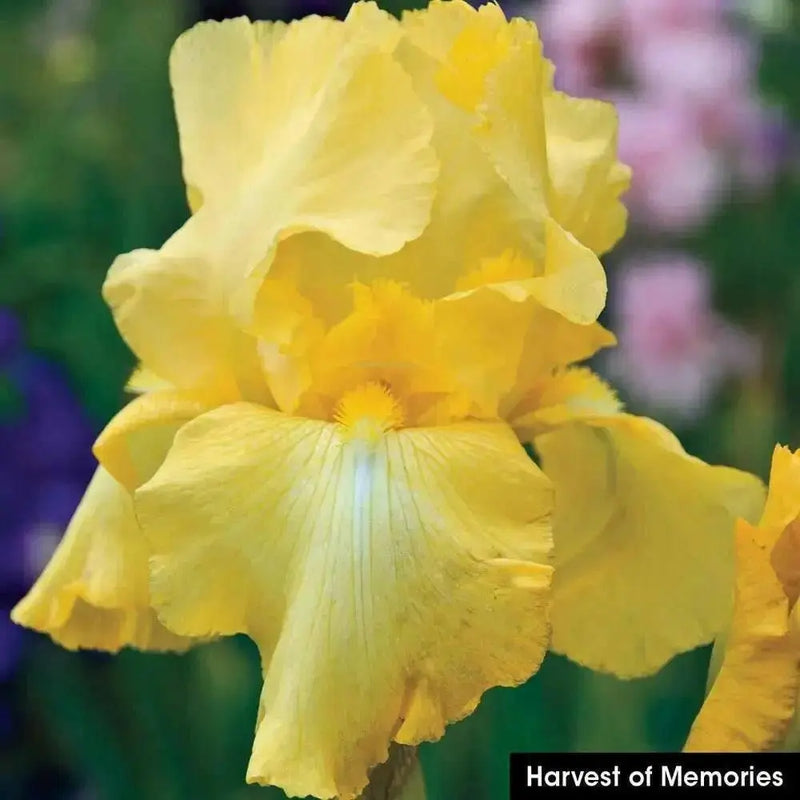 Harvest Of Memories Tall Bearded Iris- BAREROOT Plants, yellow Perennial iris - Caribbean garden seed