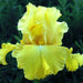 Harvest Of Memories Tall Bearded Iris- BAREROOT Plants, yellow Perennial iris - Caribbean garden seed