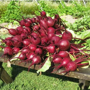 Heirloom Beet Seeds - "Early Wonder - Caribbean garden seed