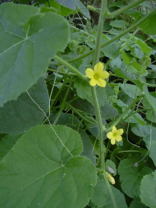 Hedgehog Cucumber SEEDS (Echinocystis lobata) Annual VINE - Caribbean garden seed