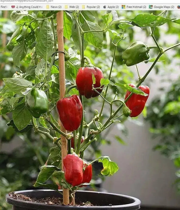 Hei-Fun bell Pepper ( 10 Seeds)Capsicum Annuum, Asian Vegetable - Caribbean garden seed