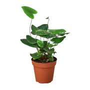 Heart Fern  (STARTER PLANT) PERENNIAL HOUSE PLANT - Caribbean garden seed