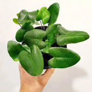 Heart Fern  (STARTER PLANT) PERENNIAL HOUSE PLANT - Caribbean garden seed