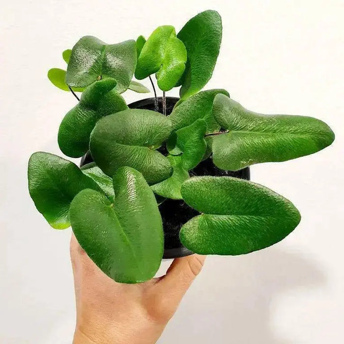 Heart Fern  (STARTER PLANT) PERENNIAL HOUSE PLANT - Caribbean garden seed