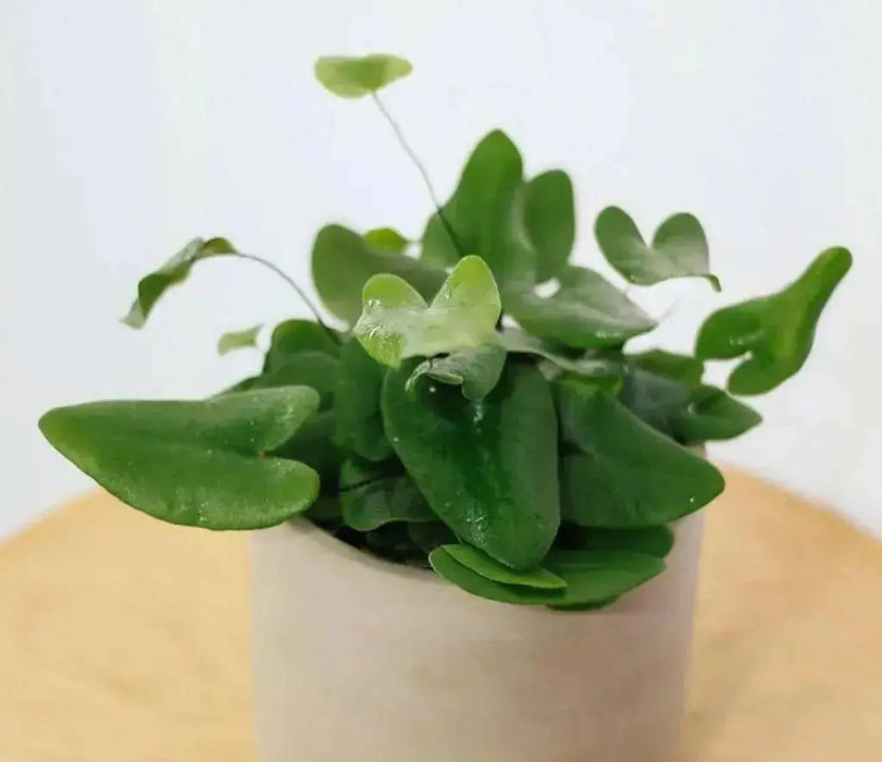 Heart Fern  (STARTER PLANT) PERENNIAL HOUSE PLANT - Caribbean garden seed
