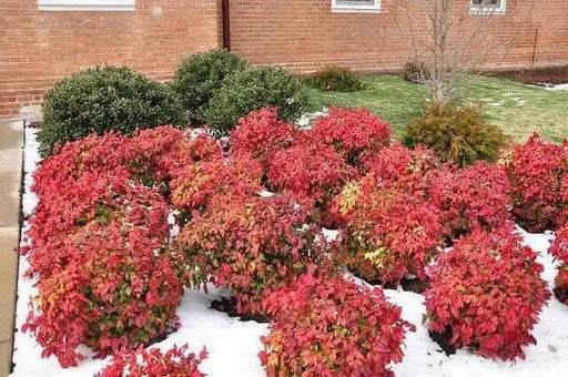 HEAVENLY BAMBOO SEEDS, FOLIAGE - Caribbean garden seed