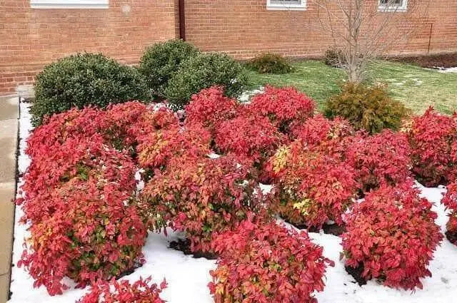 HEAVENLY BAMBOO SEEDS, FOLIAGE - Caribbean garden seed