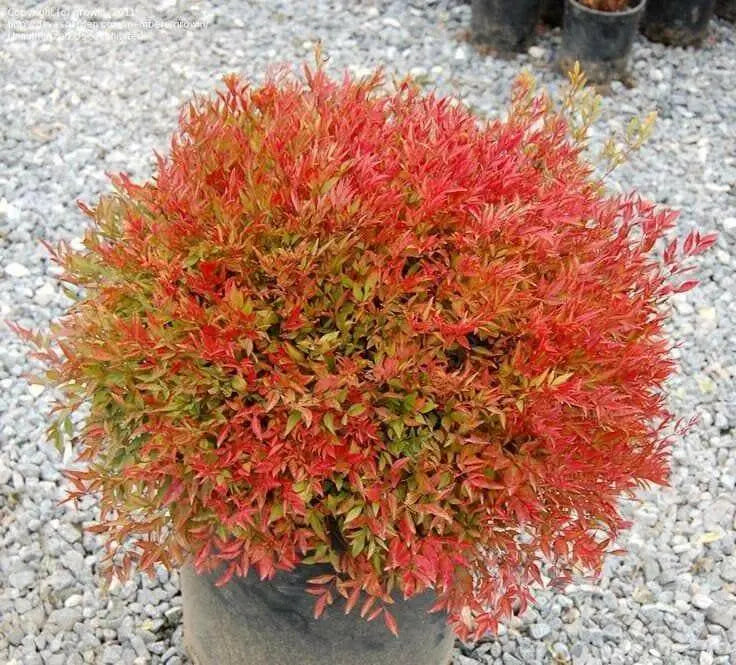 HEAVENLY BAMBOO SEEDS, FOLIAGE - Caribbean garden seed